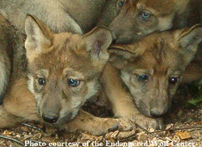 Mexican gray wolf pups